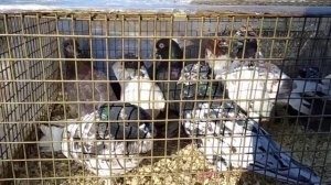 7.03.21 Выставка голубей г.Благодарный