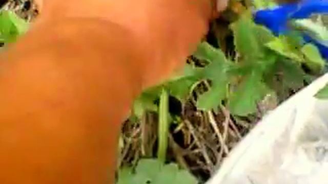 как формировать арбузы.15.07.18г. смотреть онлайн