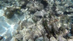 Snorkeling Coral Beach and Varadero Beach Cuba 2014 GoPro Hero 3+ Black
