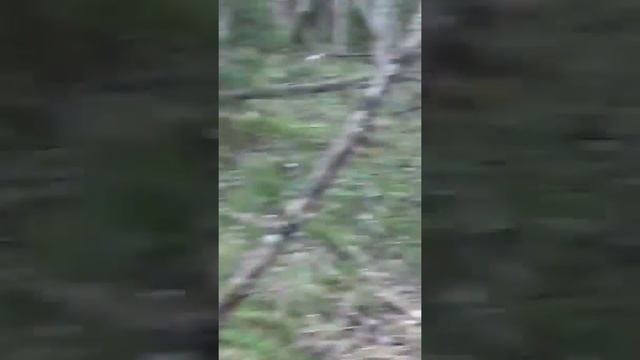 ДИАМЕТР 1.7 МЕТРА 👉 Толстое бревно покрытое мхом👉В ПИЛОРАМУ не влезет в ШПАЛОРЕЗКУ тоже ТАЙГА СИБИР смотреть онлайн