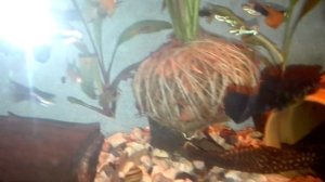 #Аквариум#Аквариумистика#Вабикуса#Как изменилась Вабикуса в аквариуме за пять меяцев#!