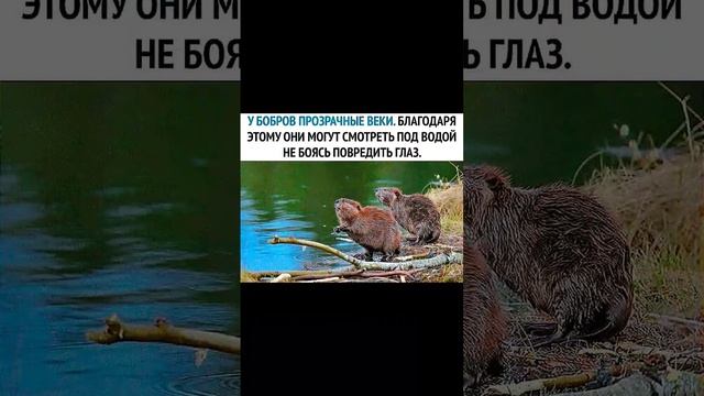 ПОЖАЛУЙСТА СЪЕШЬ БОБРА