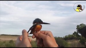 Amur Bird Project - May