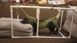 тренажер Вертикализатор для собак Спинальников.