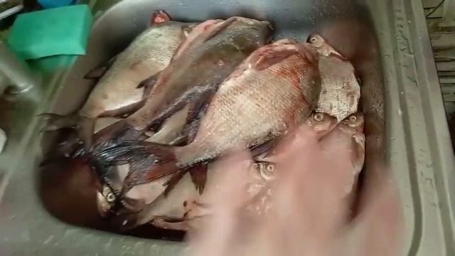 Готовлю сырники. Купили карбонат для теплицы. смотреть онлайн