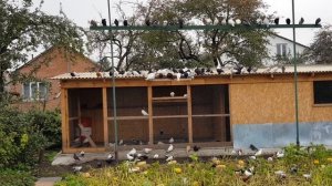 07.09.18. Голуби и йодинол .