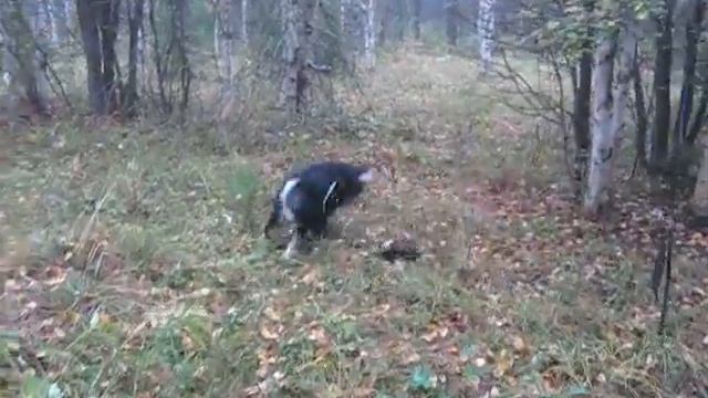 Хорек напал на собаку во время охоты) смотреть онлайн