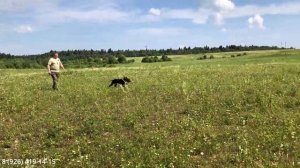 Тест шестимесячного щенка по перепелу