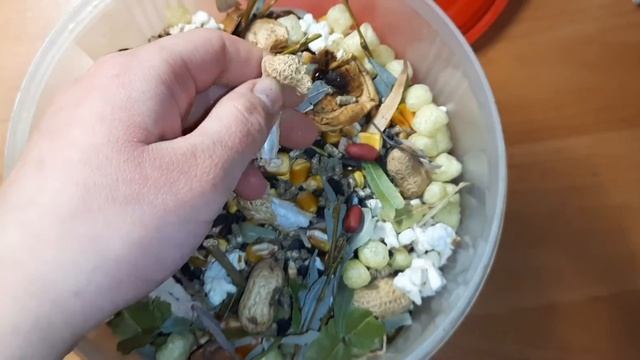 || лучшие вкусняшки для грызунов|| лакомства для грызунов