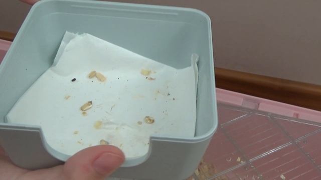 Мы купили новую классную клетку для джунгарика