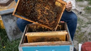 развитие горсти пчелы после неудачной зимовки ч.5