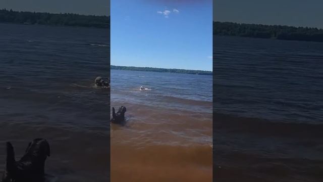 Питомник лабрадора ретривера Прадера Касадорес г. Кострома. смотреть онлайн