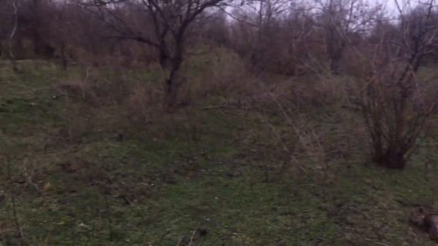 НОЧНАЯ ОХОТА НА ФАЗАНА С ПНЕВМАТИКОЙ. МНОГО ФАЗАНОВ смотреть онлайн