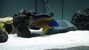 Aulonocara Blue Neon Peacock Cichlid 11-03-10