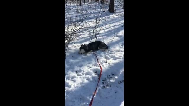 Как Иванка гуляла в лесу с Эммой так зовут собаку с мамой Валерией и Катеринкой смотреть онлайн