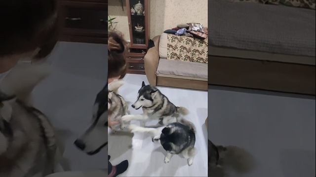 Стая хаски,наши хвостики