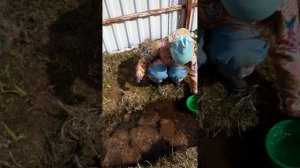 Лягушачья икра