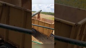 Оборка пшеницы 2021 год дон 1500б