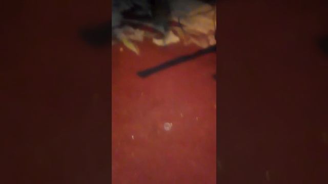 Тайная жизнь домашних животных