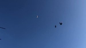 Старониколаевские торцовые голуби