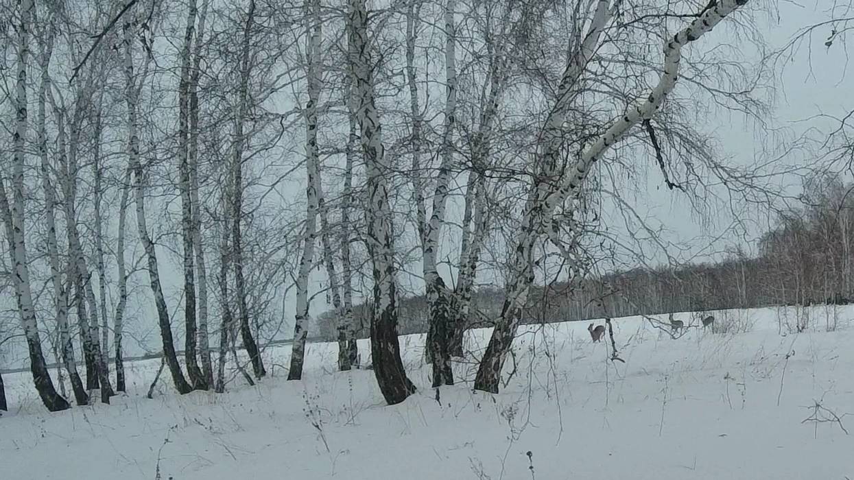 Закрытие сезона на косулю/#охотавсибири #охотанакосулю