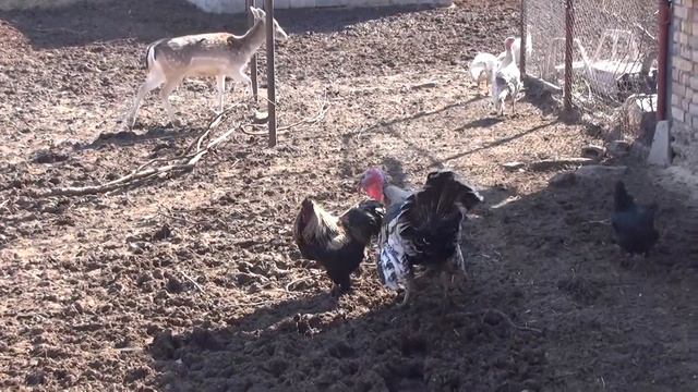 Скотный двор. Кто главный?