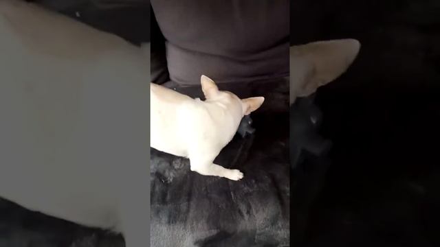 чивава и свинья смотреть онлайн