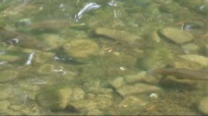 ENVIRONMENTAL ISSUES: WATER: HEALTH EFFECTS OF MERCURY