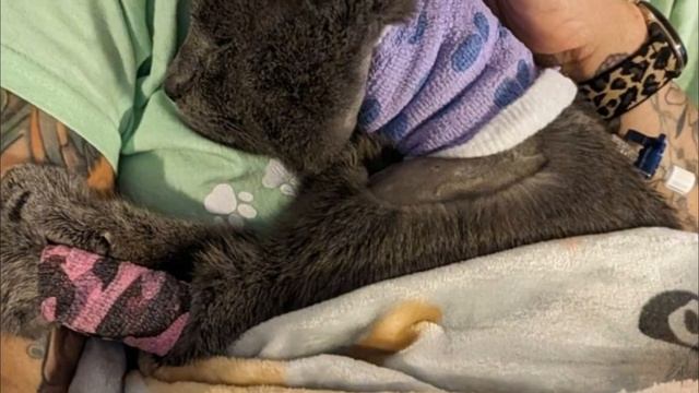 Er hat den Albtraum überlebt! Arme obdachlose Katze, auf die geschossen wurde...