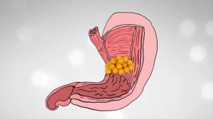 Как устроена наша пищеварительная система?