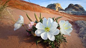 "БЕЗ ТЕБЯ Я В ПУСТЫНЕ ЦВЕТОК " песня на стихи Ксении Павленко