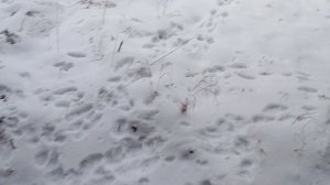 Поймал соболя
