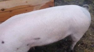 Как перегнать свиней, когда они против? Собаки 🐕  🐕 🐕 Будни в деревне!