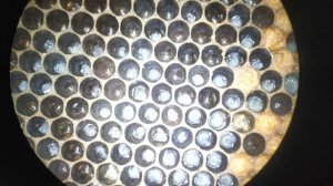 Прививка личинок пчеломаток Бакфаст