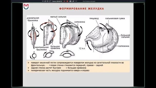 РАЗВИТИЕ ОРГАНОВ ПИЩЕВАРИТЕЛЬНОЙ СИСТЕМЫ | АНОМАЛИИ И ПОРОКИ РАЗВИТИЯ (ЛЕКЦИЯ ПО АНАТОМИИ)