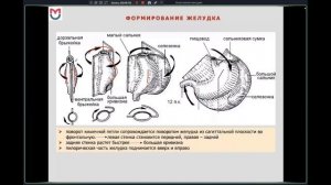 РАЗВИТИЕ ОРГАНОВ ПИЩЕВАРИТЕЛЬНОЙ СИСТЕМЫ | АНОМАЛИИ И ПОРОКИ РАЗВИТИЯ (ЛЕКЦИЯ ПО АНАТОМИИ)