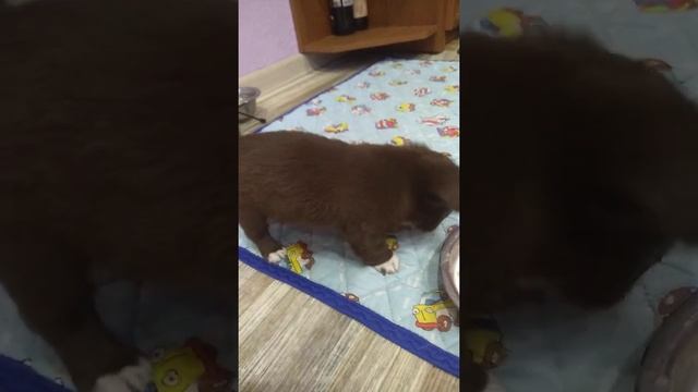 Боярыня Брауни продам Симферополь чихуахуа смотреть онлайн