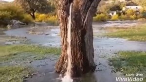 Су акты агаштан