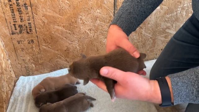 Посмотрим какой получился окрас у щенков американского булли, помет от Уно и Мии❤️❤️❤️ смотреть онлайн