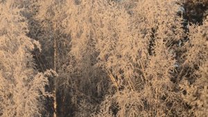 Дивное блаженство  - предновогодних дней волшебная пора..!