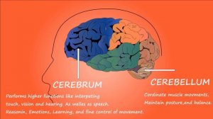 What is Serotonin?