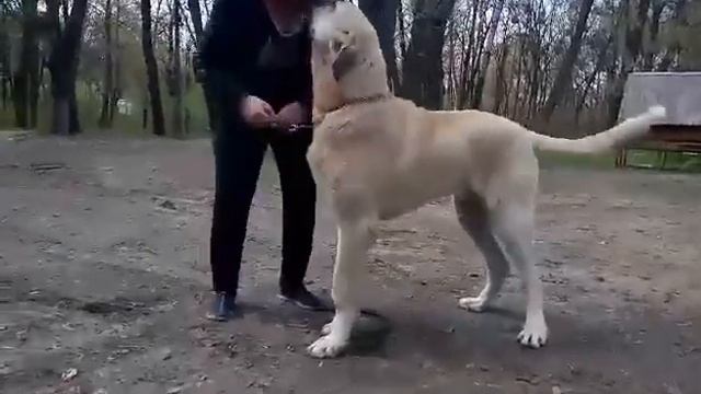 Ялмаз с Острова Сокровищ 8 месяцев возраст смотреть онлайн