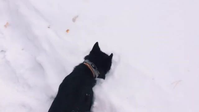 Человек и собака/ 1 марта/ лес смотреть онлайн