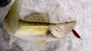 4 дня на рыбалке! Судак на водохранилище. Ловля на блесна.