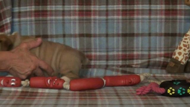 154 ENGLISH BULLDOG puppy for sale "BULLDOG FILL" FCI Club "Lider" смотреть онлайн