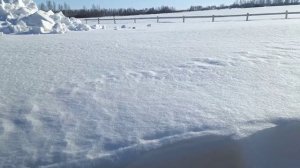 Бакфаст зимовка в Сибири в марте