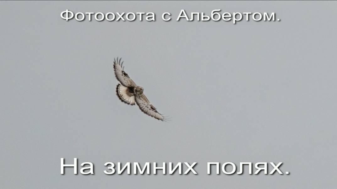 Фотоохота с Альбертом. На зимних полях.