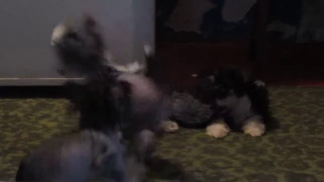 щенки ксх 01.11.12 смотреть онлайн