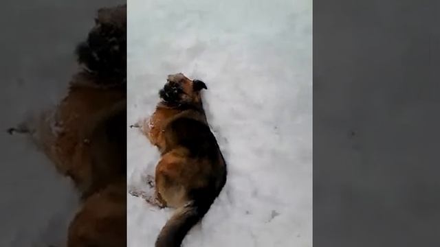 Моя собака Муся)Первый раз в жизни видит снег , и вот так реагирует на него!) смотреть онлайн