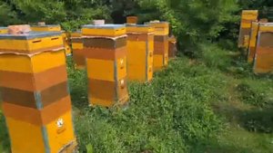 Отзывы покупателей наших пчелопакетов Бакфаст в 2024 году